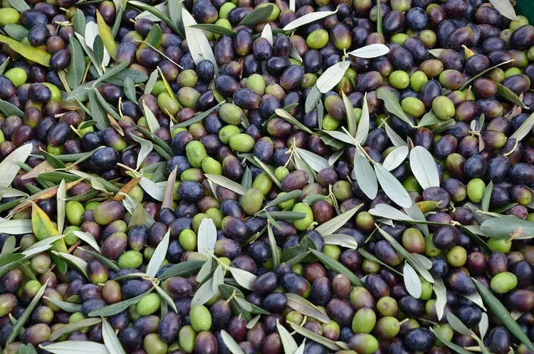 Natives Olivenöl extra Koroneiki-Olive aus Kolindros Pieria | Terra & Tree