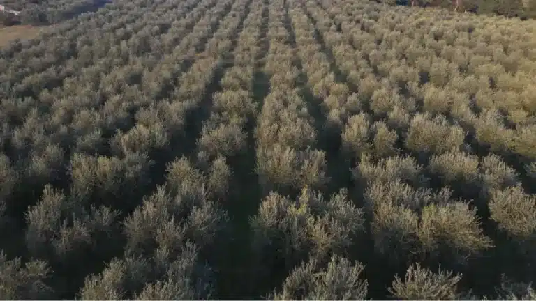 Luftaufnahme der Olivenhaine von Terra & Tree